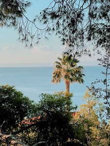 Palmboom met Zeezicht – Griekenland