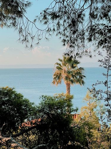 Palmier avec vue sur la mer – Grèce