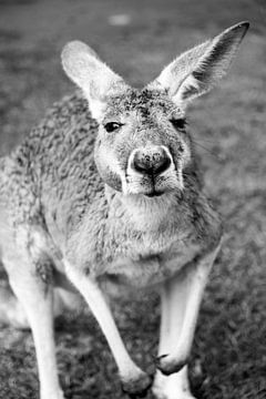Känguru in Australien von Diane Bonnes