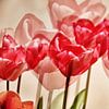 Collage / Mehrfachbelichtung einer Gruppe roter Tulpen von Stefan Dinse