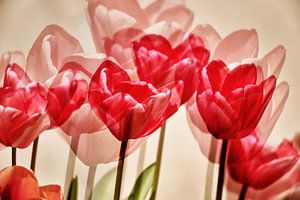 Collage / Mehrfachbelichtung einer Gruppe roter Tulpen