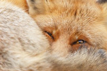 Portrait d'un renard roux. sur Menno Schaefer