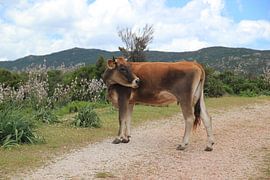 Koe op Sardinie by Monique Meijer