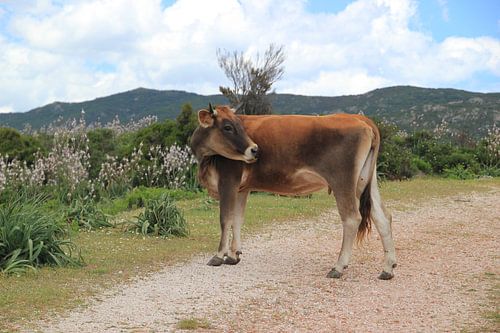 Koe op Sardinie