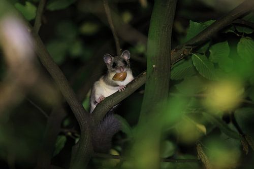 relmuis 's nachts in het bos Baden-Württemberg Duitsland