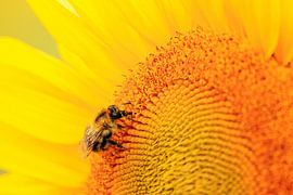 Hummel auf Sonnenblume von Niklas Voth