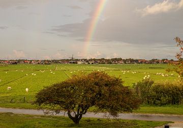 De regenboog