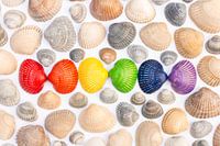Shells in the colours of the rainbow flag