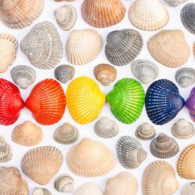 Shells in the colours of the rainbow flag by Lisette Rijkers