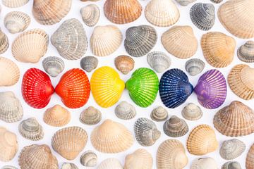 Shells in the colours of the rainbow flag by Lisette Rijkers