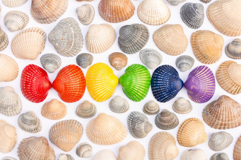 Muscheln in den Farben der Regenbogenflagge von Lisette Rijkers