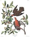 Antilliaanse Treurduif van Birds of America thumbnail