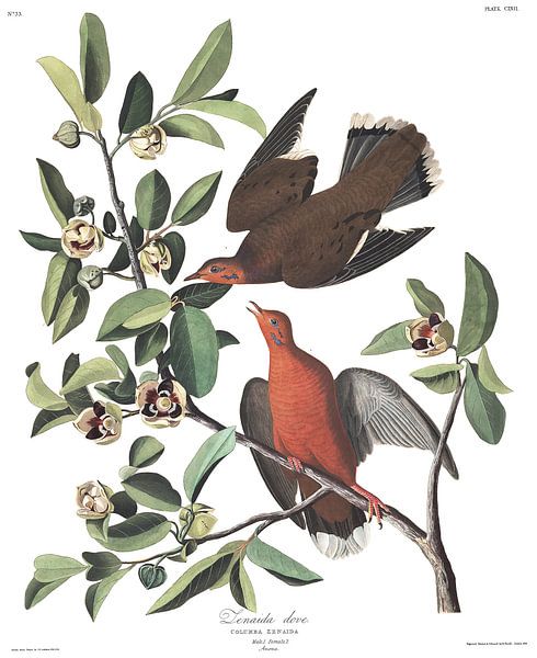 Antilliaanse Treurduif van Birds of America