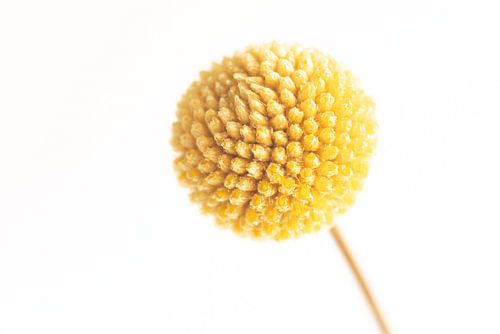 Klein, klein bolletje.....