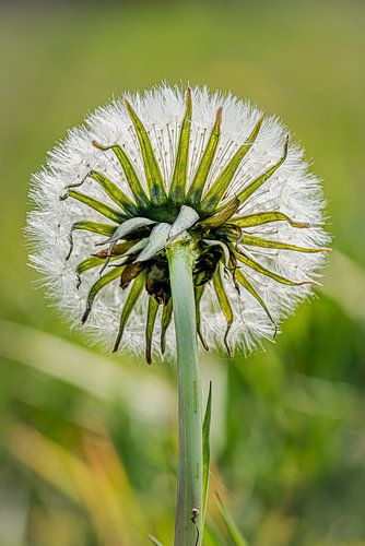 dandelion