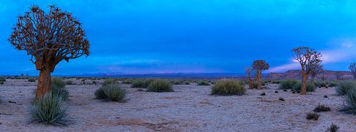 Panorama van de Kalahari woestijn tijdens het blauwe ochtenduur, Namibië