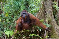 Borneose Oran-oetan (Pongo pygmaeus) man in het regenwoud van Nature in Stock thumbnail