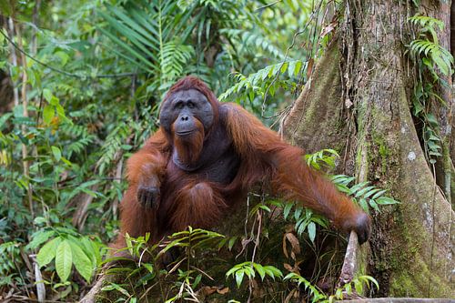 Borneo-Oranutan (Pongo pygmaeus) Mensch im Regenwald