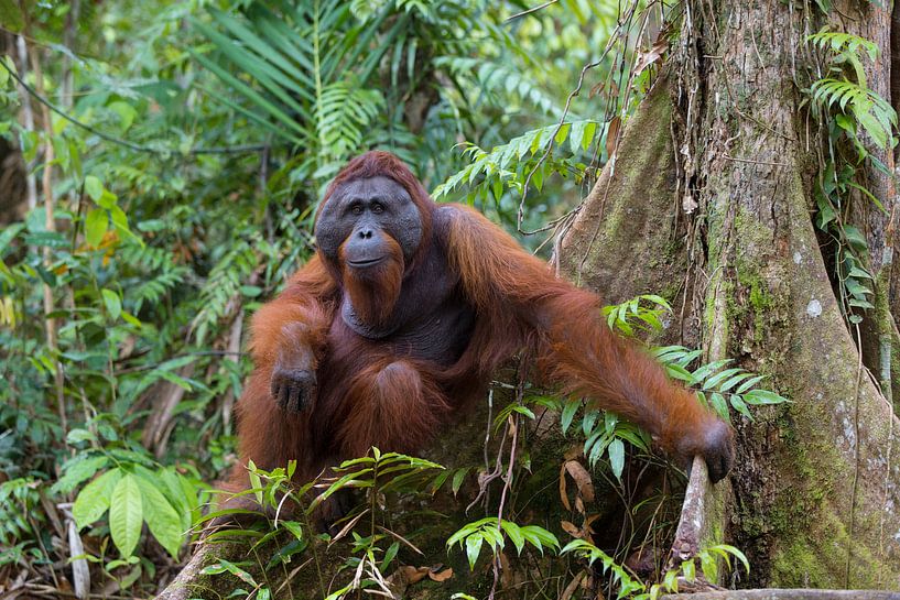 Borneo Oranutan (Pongo pygmaeus) man in the rainforest by Nature in Stock