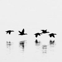 Eiders - Iceland