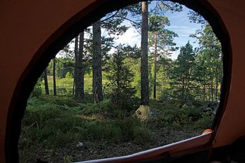 Uitzicht vanuit een tent op een bos