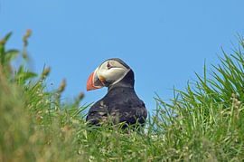 And profil puffin on Iceland