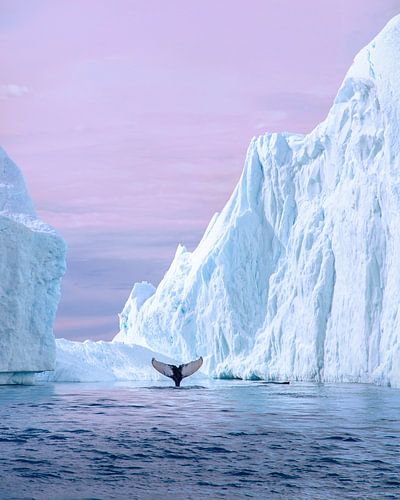 A moment among the icebergs by Henk Meeuwes