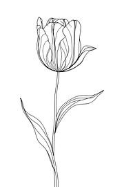 Tulip, minimalist... by Ans Bastiaanssen