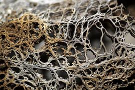 Structuur van een dode cactus