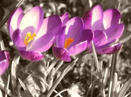 krokus in colorsplash von Pascal Engelbarts