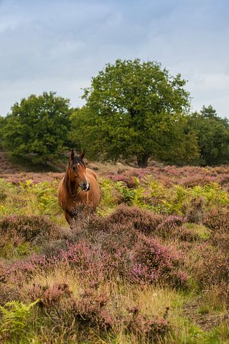 wild paard op de veluwezoom