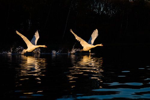 Flying swans