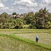 Rijstvelden bij Ubud op Bali - Indonesie van Dries van Assen