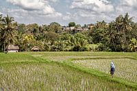 Rice fields Ubud -Bali - Indonesia