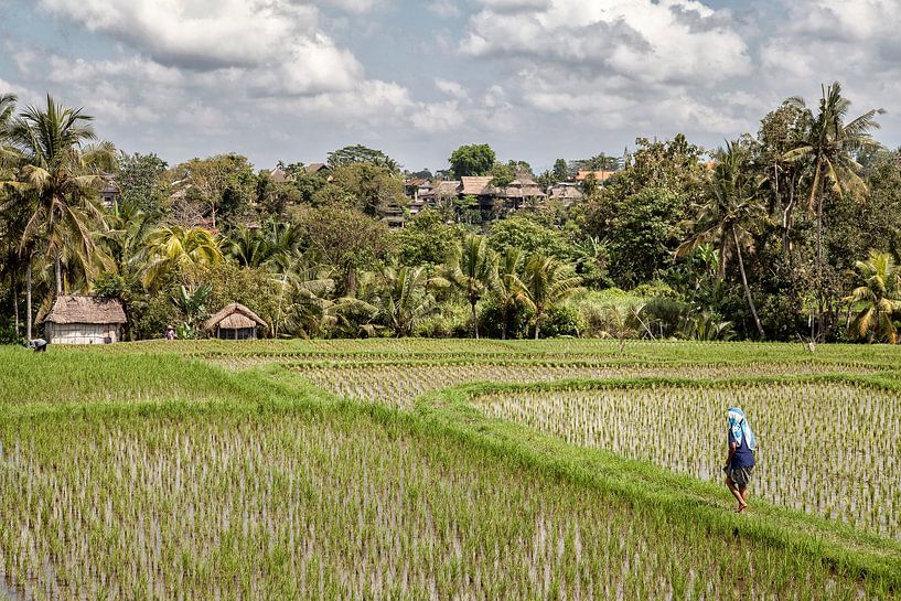 Rijstvelden bij Ubud op Bali - Indonesie van Dries van Assen