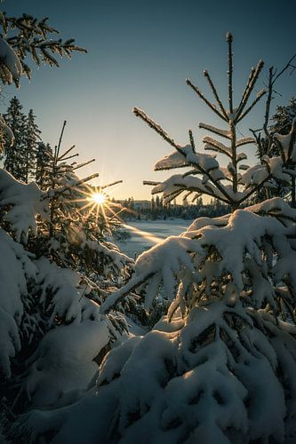 Sun, snow and spruces