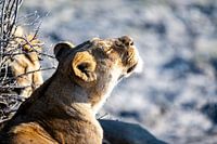 Lazy Lioness