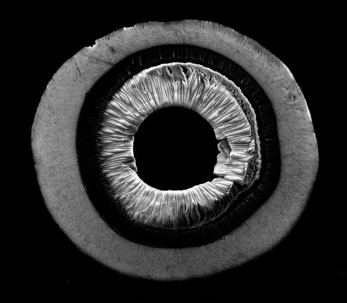 Champignon schijf von Kiezel Fotografie