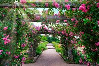 Weg, umgeben von rosa Rosenranken, Rosenhöhe Darmstadt