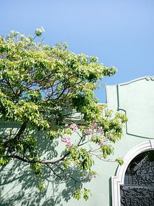 Nuances de vert Oaxaca II