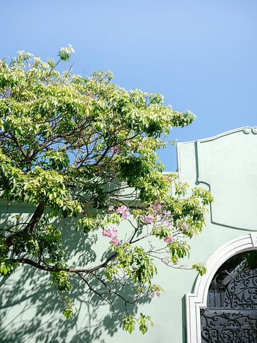 Shades of Green Oaxaca II