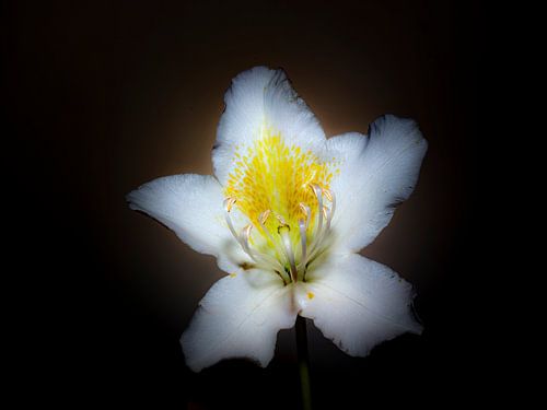 Rhododendron
