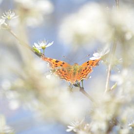 Orange butterfly between blossoms by Klaas Dozeman