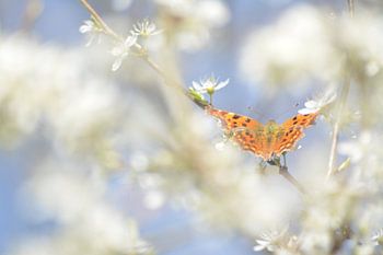 Orange butterfly between blossoms