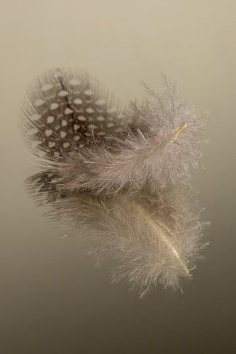 Landelijke rustige sfeer in bruintinten: Een parelhoenveertje