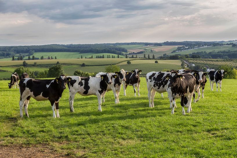 Nieuwsgierige koeien in Zuid-Limburg van John Kreukniet