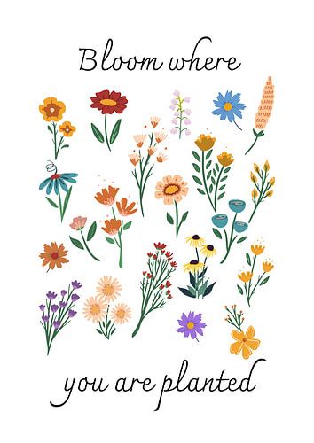 Blüte, wo du gepflanzt bist