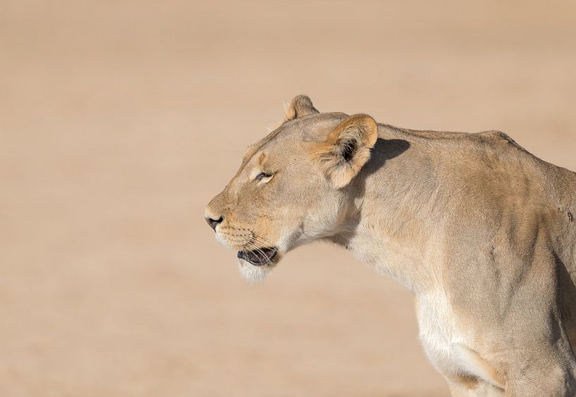 Kgalagadi Queen! von Robert Kok