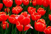 Tulpen Tulpen pluk tuin Drenthe