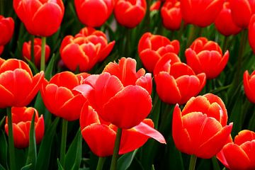 Tulpen Tulpen pluk tuin Drenthe van Henriette Tischler van Sleen